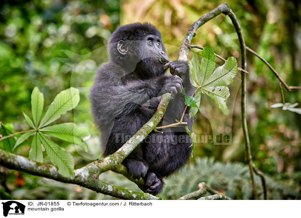 Berggorilla / mountain gorilla / JR-01855