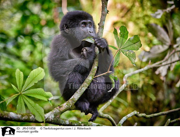 mountain gorilla / JR-01858