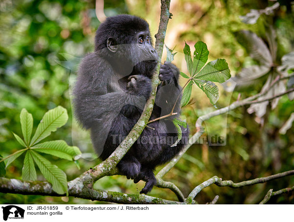 Berggorilla / mountain gorilla / JR-01859