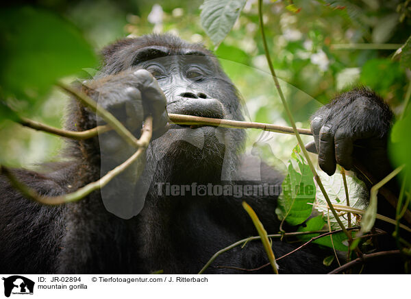 Berggorilla / mountain gorilla / JR-02894