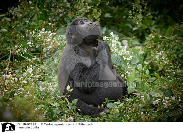 Berggorilla / mountain gorilla / JR-02898