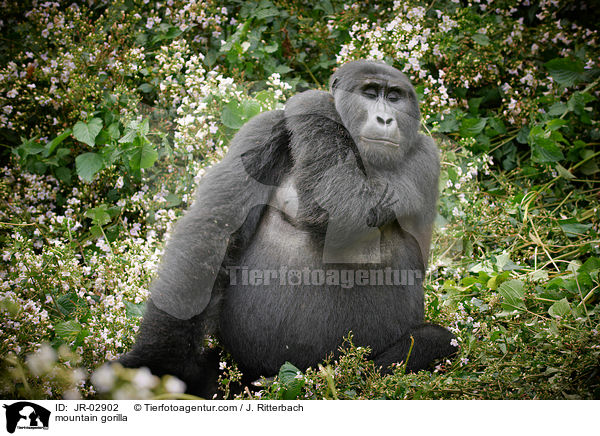 Berggorilla / mountain gorilla / JR-02902