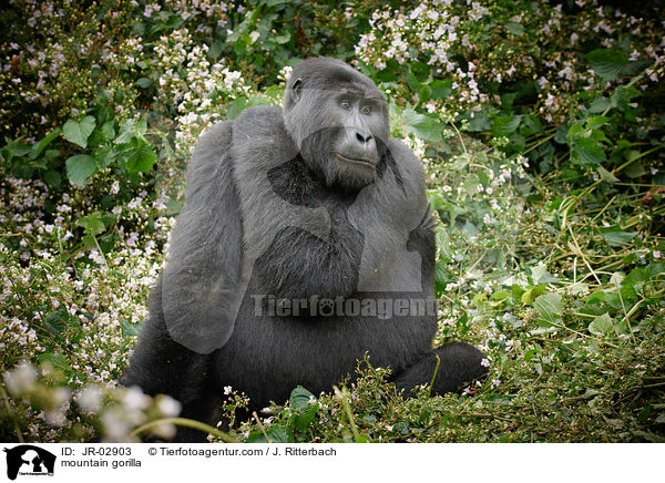 Berggorilla / mountain gorilla / JR-02903