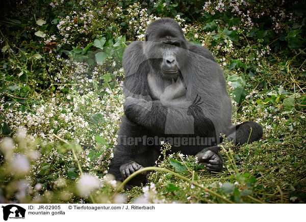 Berggorilla / mountain gorilla / JR-02905