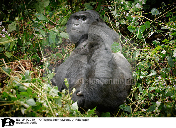 mountain gorilla / JR-02910
