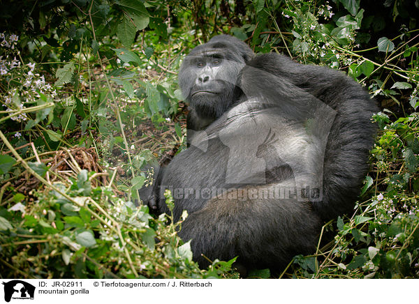 mountain gorilla / JR-02911