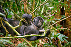 mountain gorilla