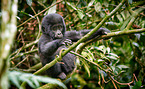 mountain gorilla