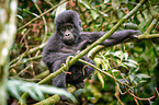 mountain gorilla