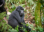 mountain gorilla