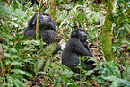 mountain gorillas