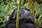 mountain gorilla