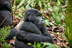 mountain gorilla