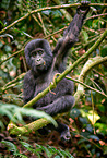 mountain gorilla