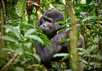 mountain gorilla