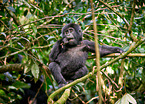 mountain gorilla