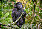 mountain gorilla