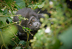 mountain gorilla