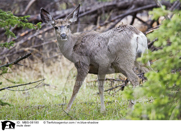 mule deer / MBS-08180
