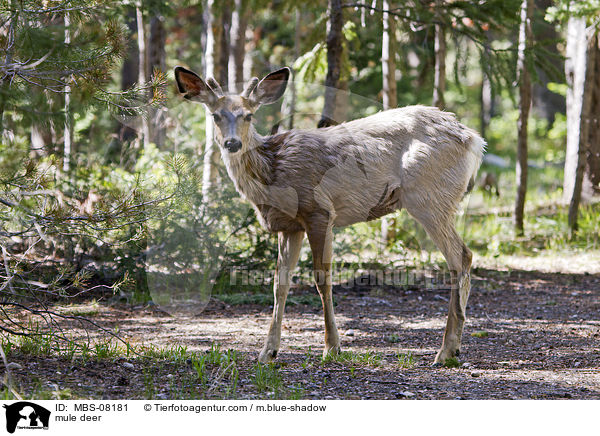 Maultierhirsch / mule deer / MBS-08181