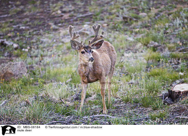 mule deer / MBS-08184