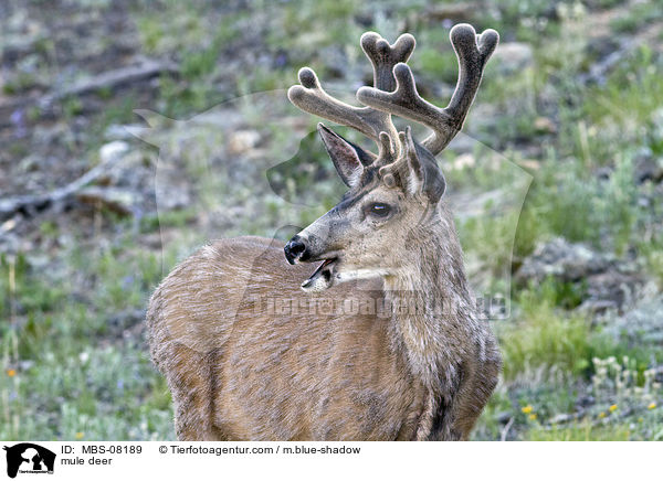 Maultierhirsch / mule deer / MBS-08189