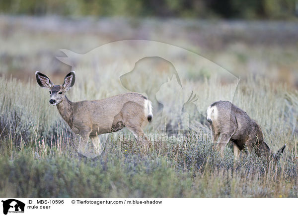 Maultierhirsche / mule deer / MBS-10596