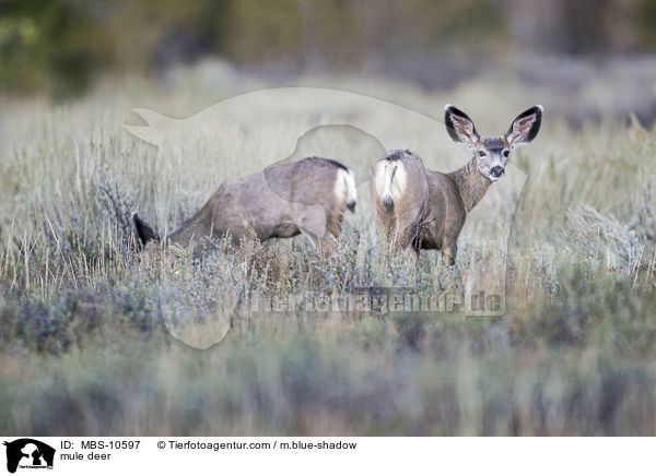 mule deer / MBS-10597