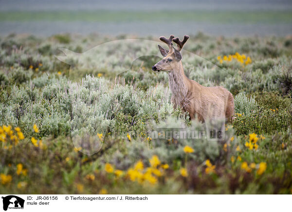 mule deer / JR-06156