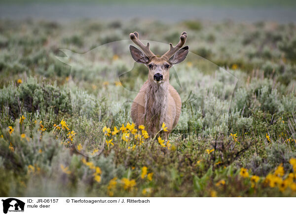 Maultierhirsch / mule deer / JR-06157