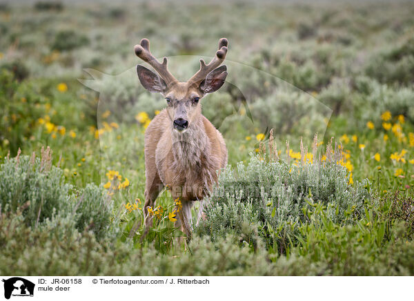 mule deer / JR-06158