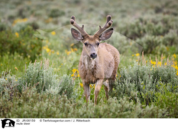 mule deer / JR-06159