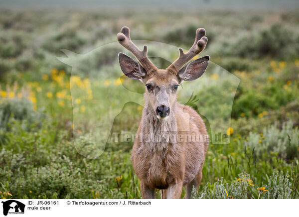 Maultierhirsch / mule deer / JR-06161