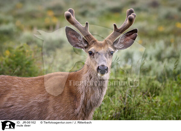 Maultierhirsch / mule deer / JR-06162