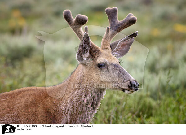 mule deer / JR-06163