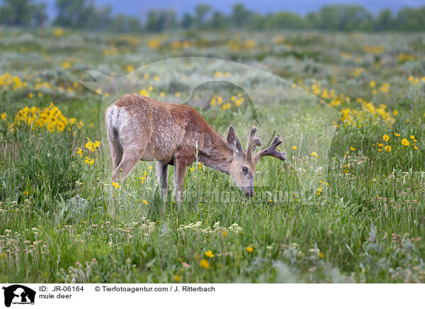 mule deer / JR-06164