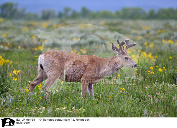 Maultierhirsch / mule deer / JR-06165