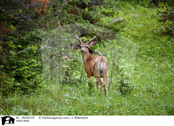 mule deer / JR-06314
