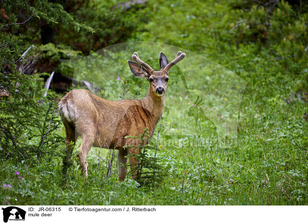 Maultierhirsch / mule deer / JR-06315