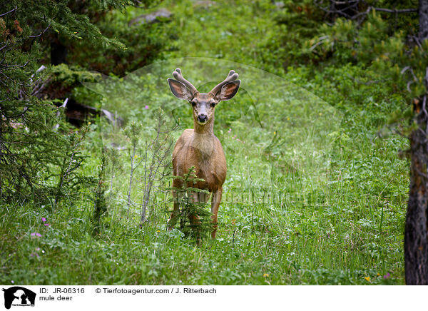 mule deer / JR-06316