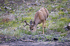 mule deer