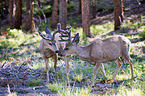 mule deer