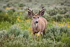 mule deer