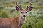 mule deer