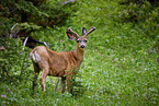 mule deer