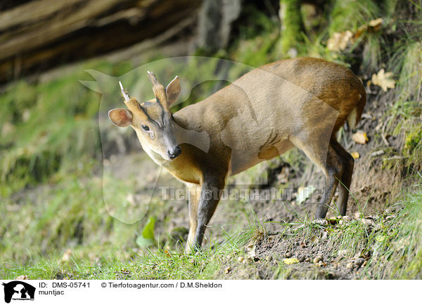 muntjac / DMS-05741