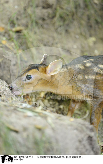 muntjac / DMS-05744