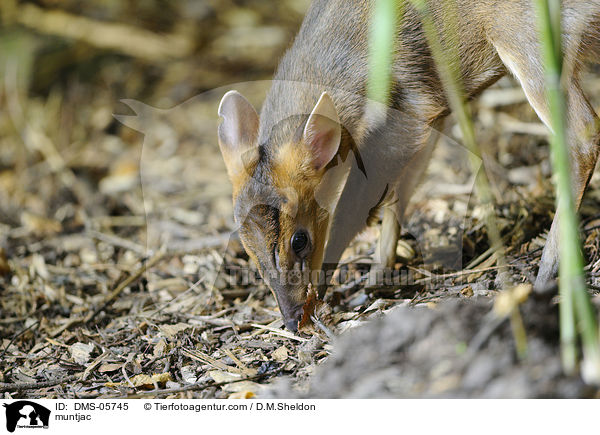 muntjac / DMS-05745