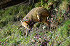 muntjac