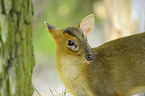 muntjac